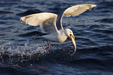 Image. European Herring Gull
