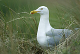 Image. European Herring Gull