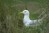 Image. European Herring Gull