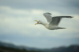 Image. European Herring Gull