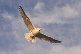 Image. European Herring Gull
