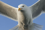Image. European Herring Gull