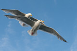 Image. European Herring Gull