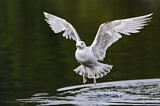 Image. European Herring Gull