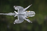 Image. European Herring Gull