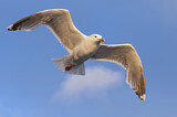 Image. European Herring Gull