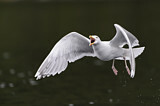 Image. European Herring Gull