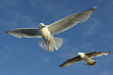 Image. European Herring Gull