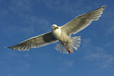 Image. European Herring Gull