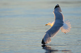 Image. European Herring Gull