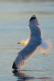 Image. European Herring Gull