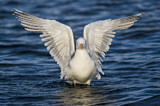 Image. European Herring Gull