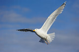 Image. European Herring Gull