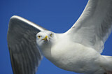Image. European Herring Gull