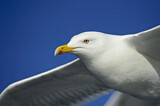 Image. European Herring Gull