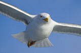 Image. European Herring Gull