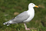 Image. European Herring Gull