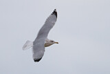 Image. European Herring Gull