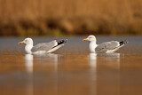 Image. European Herring Gull