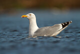 Image. European Herring Gull