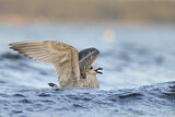 Image. European Herring Gull