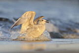 Image. European Herring Gull