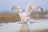 Image. European Herring Gull