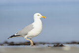 Image. European Herring Gull