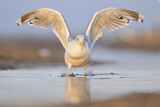 Image. European Herring Gull