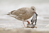 Image. European Herring Gull