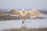 Image. European Herring Gull