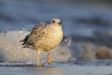 Image. European Herring Gull