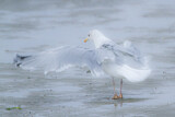 Image. European Herring Gull