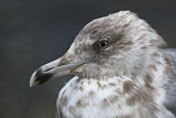 Image. European Herring Gull