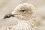 Image. European Herring Gull