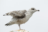 Image. European Herring Gull