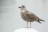 Image. European Herring Gull