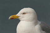 Image. European Herring Gull