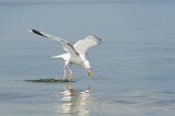 Image. European Herring Gull
