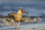 Image. European Herring Gull