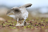 Image. European Herring Gull