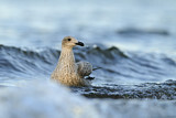 Image. European Herring Gull