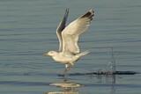 Image. European Herring Gull