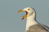 Image. European Herring Gull
