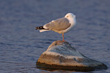 Image. European Herring Gull