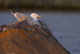 Image. European Herring Gull