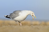 Image. European Herring Gull