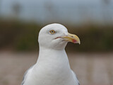 Image. European Herring Gull