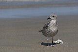 Image. European Herring Gull