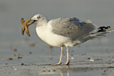 Image. European Herring Gull